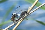 220606-Spitzenfleck (Libellula fulva).jpg