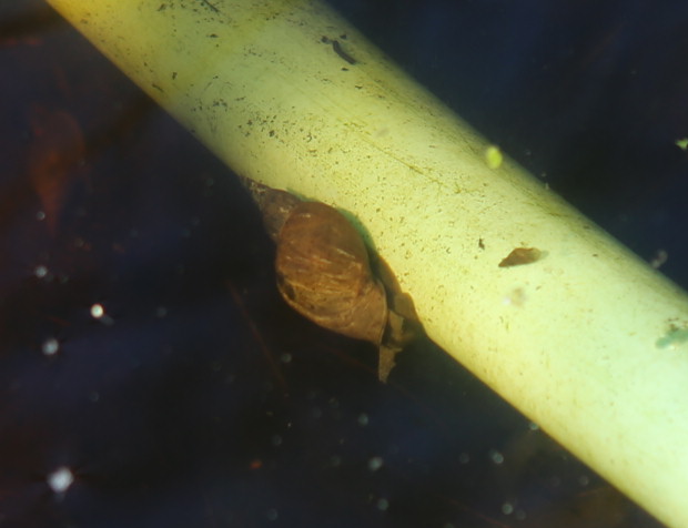 n_220328_spitzschlammschnecken___lymnaea_stagnalis.jpg