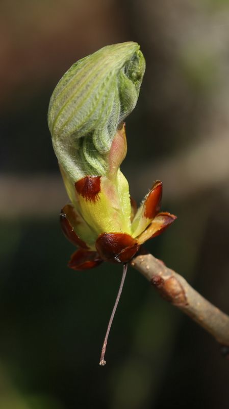 n_220415_kastanienknospe.jpg