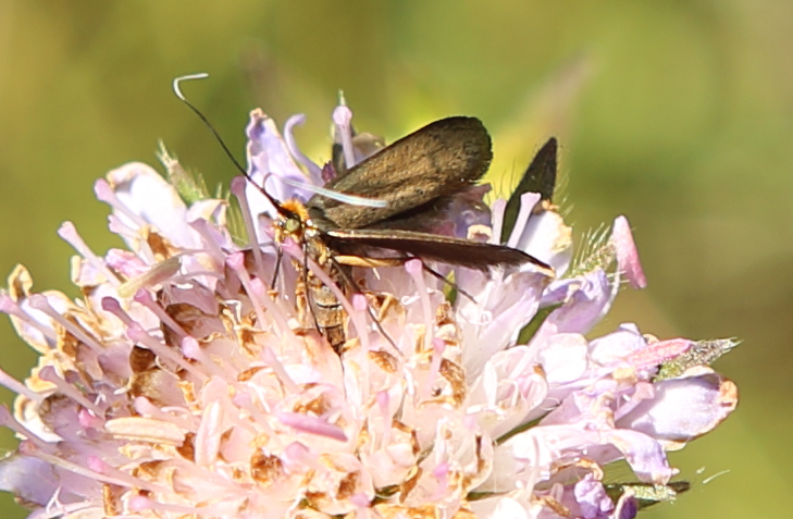 n_220614_witwenblumen_langhornfalter__nemophora_metallica_.jpg