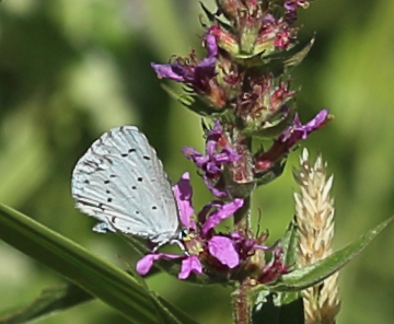 n_220720_faulbaumblaeuling__celastrina_argiolus_.jpg