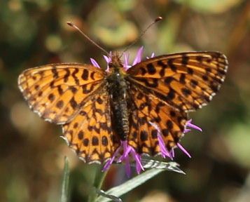 n_220808_magerrasen_perlmuttfalter__boloria_dia_.jpg