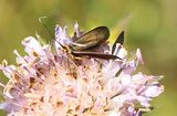 220614-Witwenblumen-Langhornfalter (Nemophora metallica).jpg
