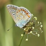 220704-Hauhechelbluling.jpg