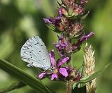 220720-Faulbaumbluling (Celastrina argiolus).jpg
