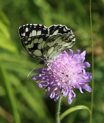 Schachbrettfalter