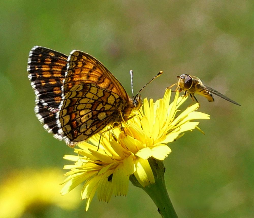 n__11__wachtelweizen_scheckenfalter__melitaea_athalia_.jpg
