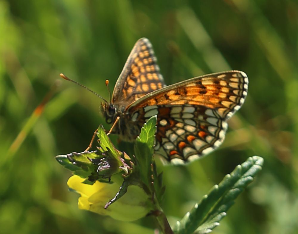 n__13__baldrian_scheckenfalter__melitaea_diamina_.jpg