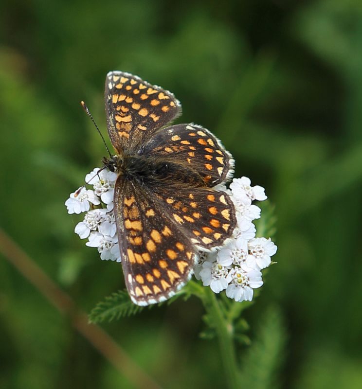 n__14__ehrenpreis_scheckenfalter__melitaea_aurelia_.jpg