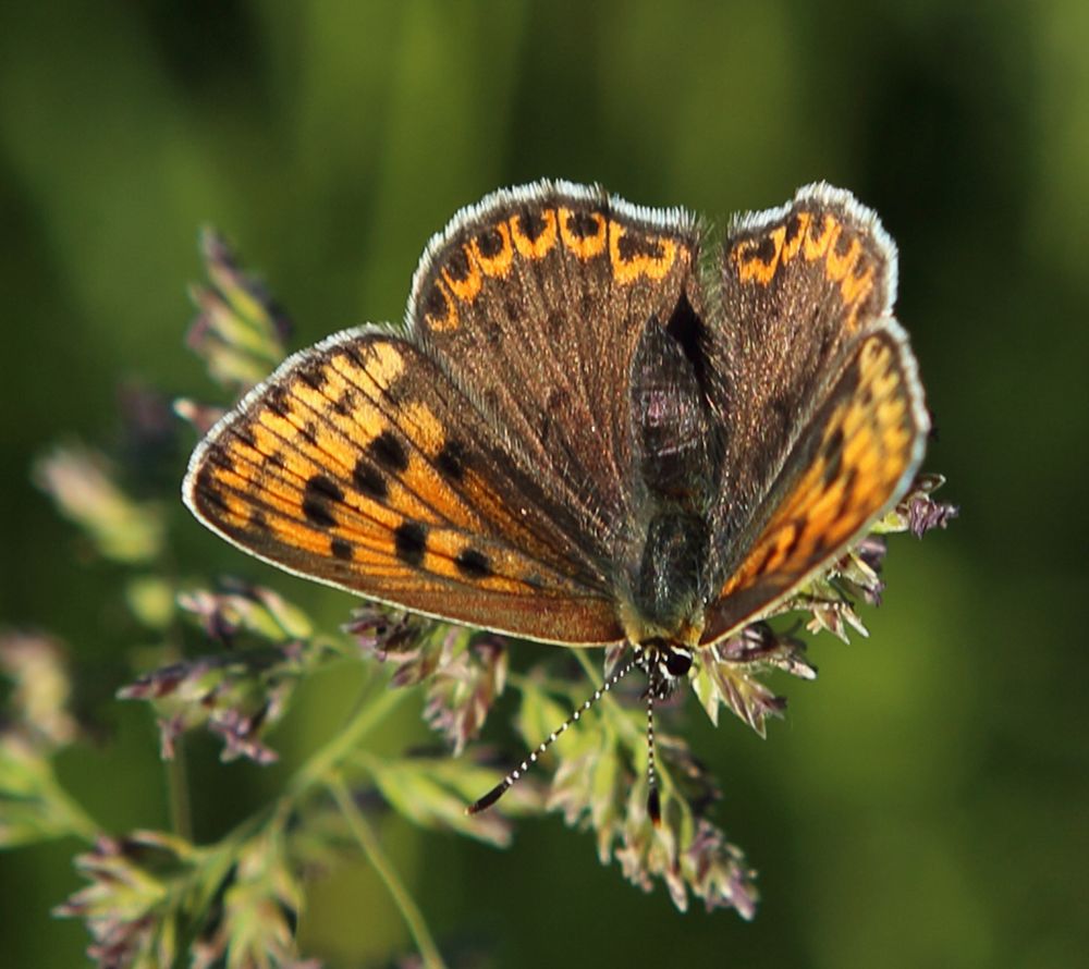 n__27__brauner_feuerfalter__lycaena_tityrus_.jpg