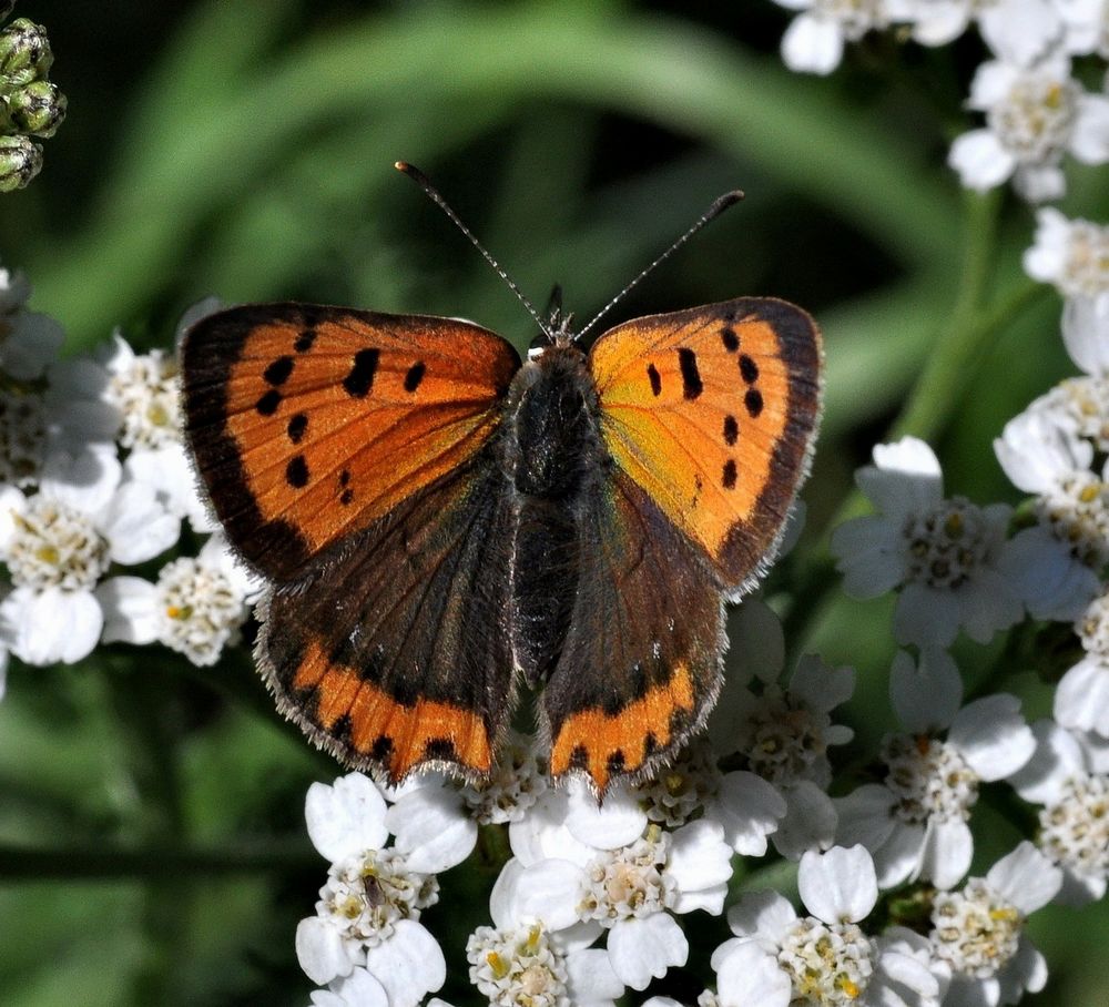 n__28__kleiner_feuerfalter__lycaena_phlaeas_.jpg