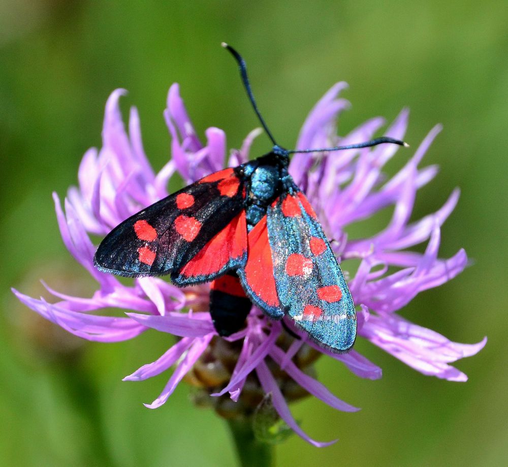 n__32__veraenderliches_widderchen__zygaena_ephialtes_.jpg