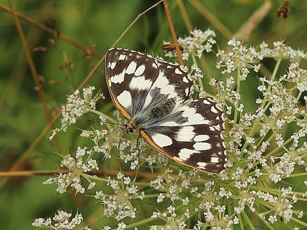n__40__schachbrettfalter__melanargia_galathea_m.jpg