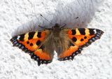 (04) Kleiner Fuchs (Aglais urtica).jpg