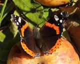 (05) Admiral (Vanessa atalanta).jpg