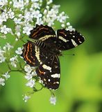 (06) Landkrtchen (Araschnia levana)-Sommerform.jpg