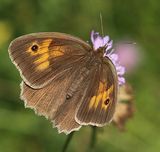 (07) Groes Ochsenauge (Maniola jurtina)w.jpg