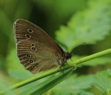 (07a) Schornsteinfeger (Aphontopus hyperantus).jpg