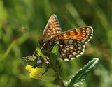 (13) Baldrian-Scheckenfalter (Melitaea diamina).jpg