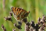 (15) Flockenblumen-Scheckenfalter (Melitaea phoebe).jpg