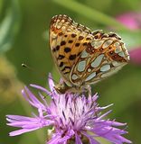 (19) Kleiner Perlmuttfalter (Issoria lathonia).jpg