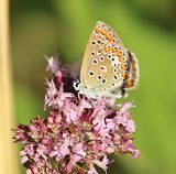 (21) Hauhechel-Bluling (Polyommatus icarus)w.jpg