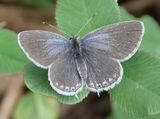 (23) Kurzschwnziger Bluling (Cupido argiades).jpg