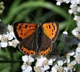 (28) Kleiner Feuerfalter (Lycaena phlaeas).jpg