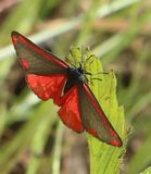 (31) Jakobskrautbr-Blutbr (Tyria jacobaeae).jpg