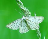 (33) Linienspanner (Siona Lineata).jpg