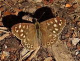 (41) Waldbrettspiel (Pararge aegeria).jpg