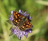 (42) Gelbwrfeliger Dickkopffalter(Carterocephalus palaemon).jpg