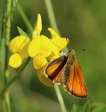 (44) Schwarzkolbiger Braun-Dickkopffalter (Thymelicus lineola).jpg