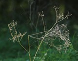 0921-Spinweben.jpg