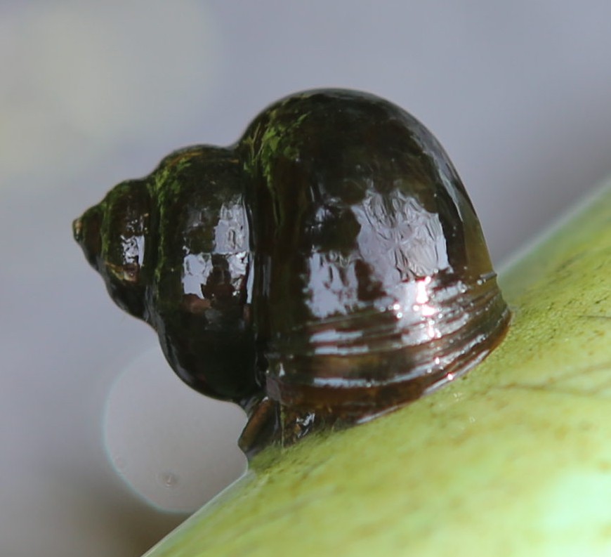 n_0413schnecke02.jpg
