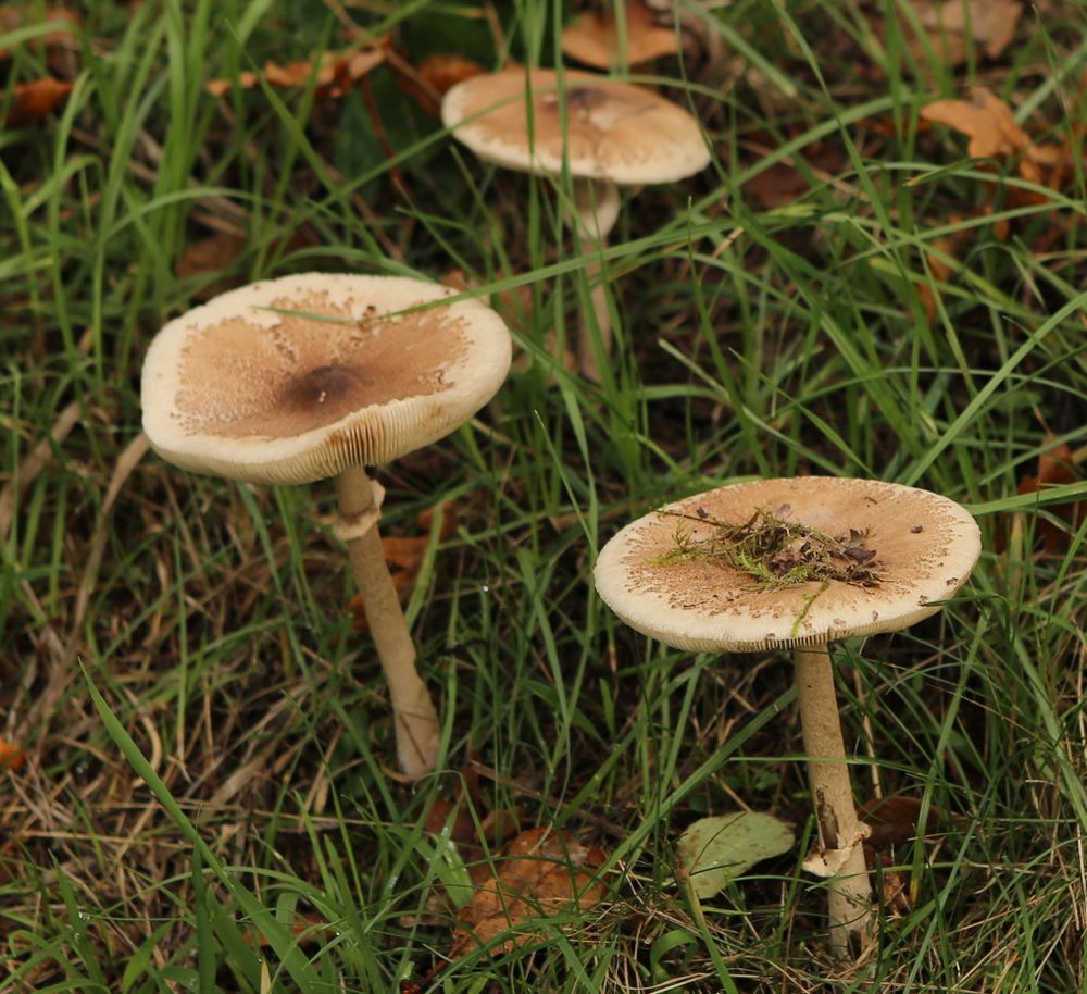 n_1012ackerschirmpilz__macrolepiota_excoriata_79.jpg