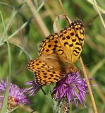 0806 feuriger perlmuttfalter (fabriciana adippe).jpg