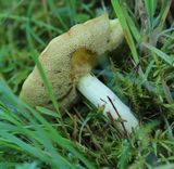 0920 kuhpilz (suillus bovinus).jpg